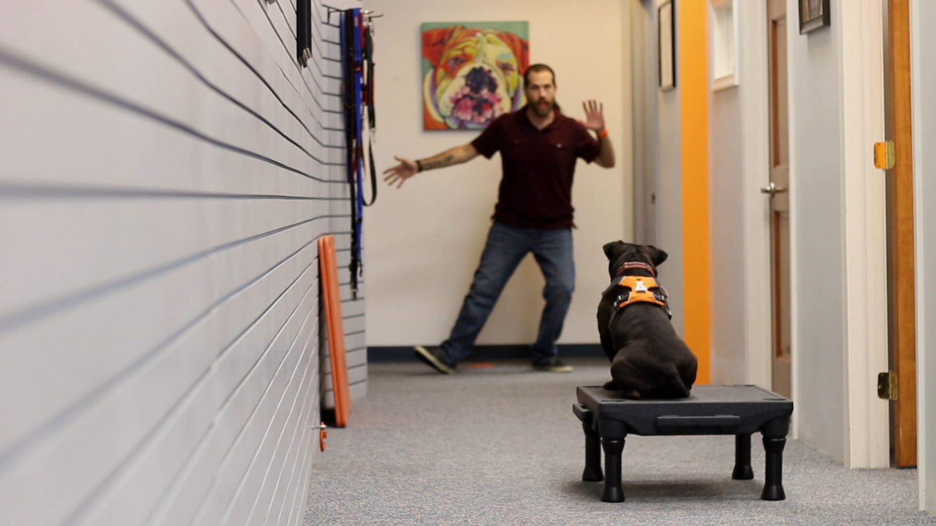 Dog Training Essentials Dog Training Essentials