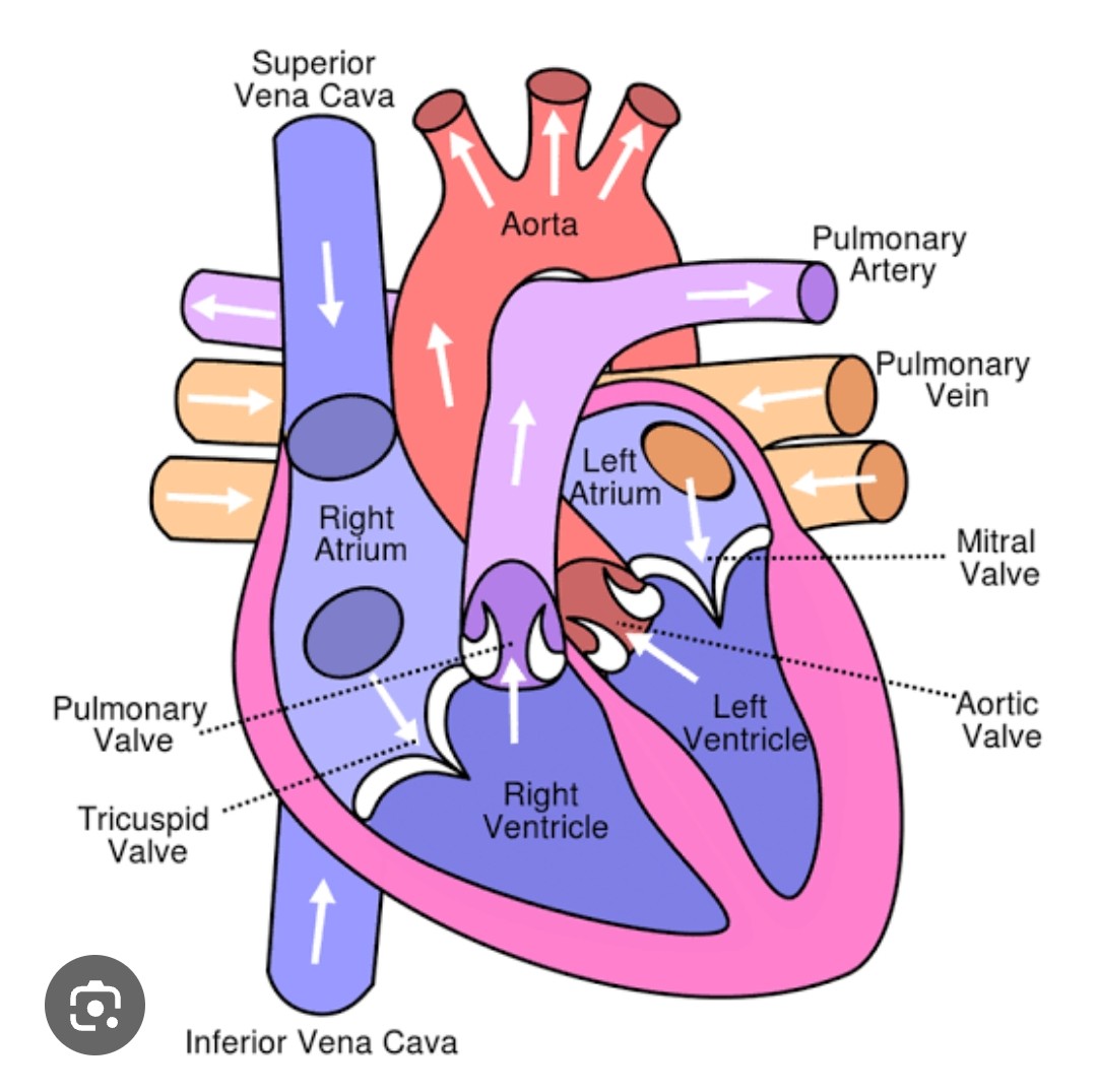 Pulmonary Hypertension Pulmonary Hypertension