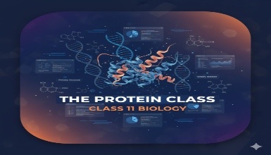 Class 11th - Proteins