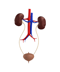 Excretory System Excretory System