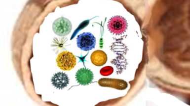 Medical Microbiology Medical Microbiology