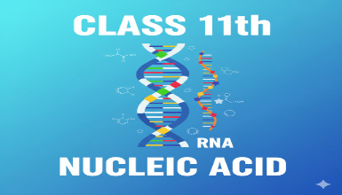 Class 11th - Nucleic Acid